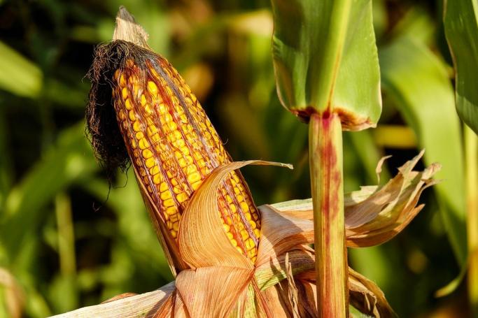 Выбор гибрида кукурузы: в чем секрет?