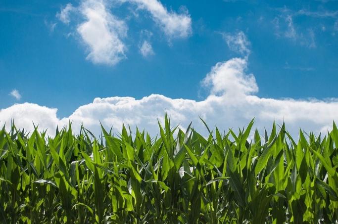 Планирование густоты посева семян кукурузы