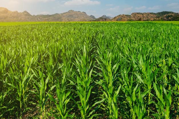 Применение удобрений на кукурузном поле