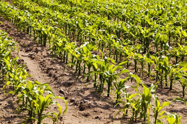 Применение удобрений на кукурузном поле