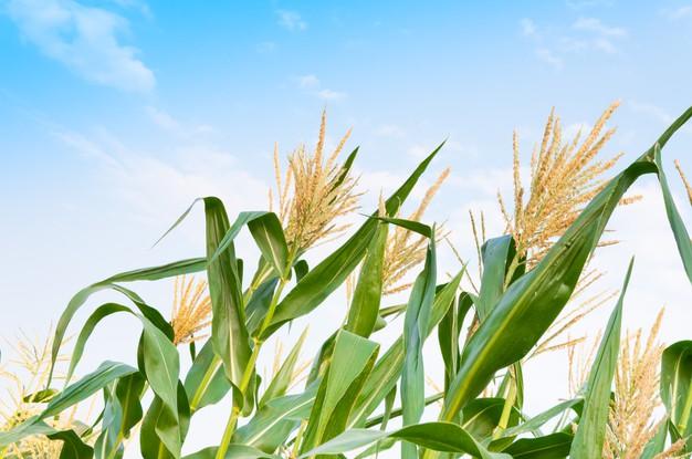 «Мал золотник, да дорог»: насколько важен размер семян кукурузы?