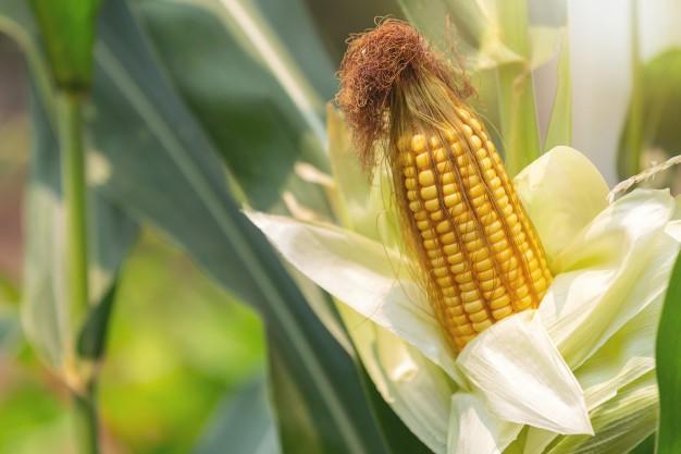 Сроки посева кукурузы - когда и как сажать кукурузу в открытый грунт