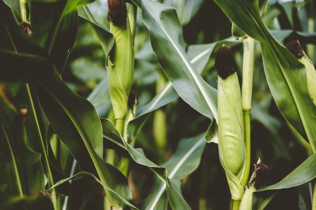 Сроки посева кукурузы: рано или поздно – что лучше?