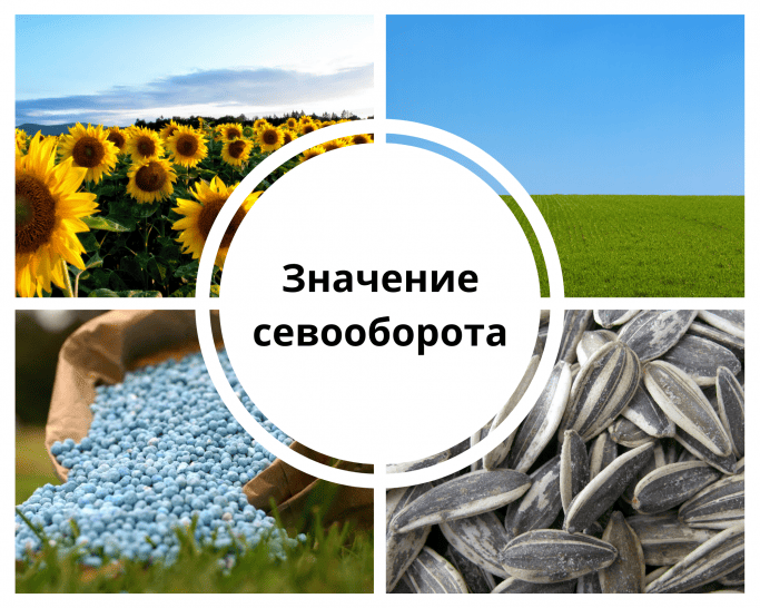 Севооборот для подсолнечника