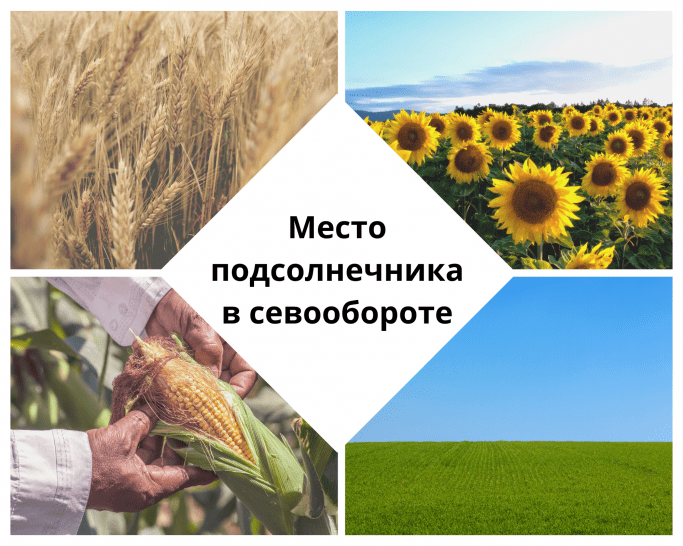 Севооборот для подсолнечника