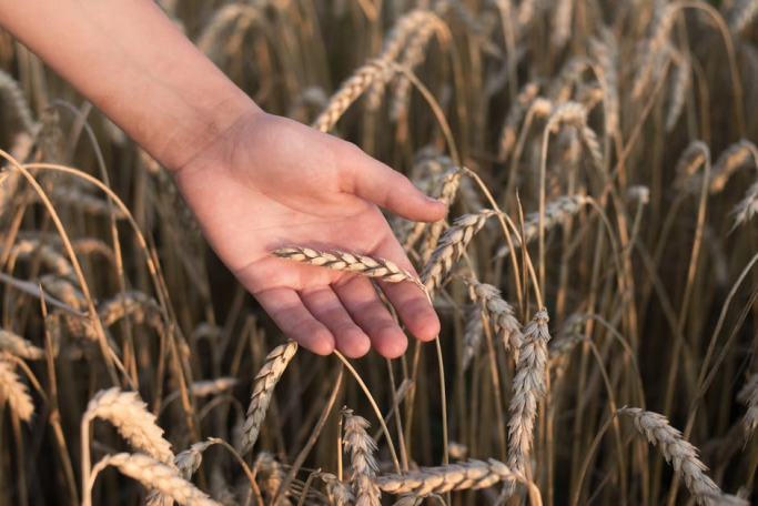 Защита пшеницы