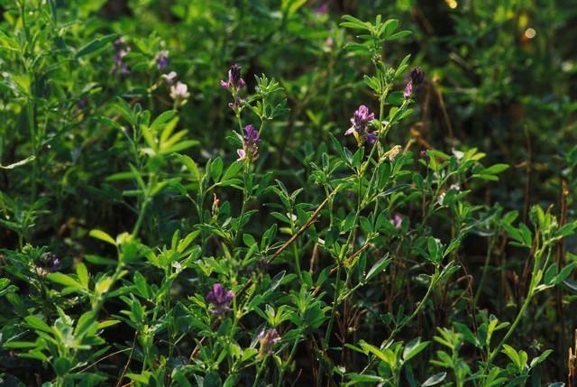 Люцерна посевная (Medicago sativa)