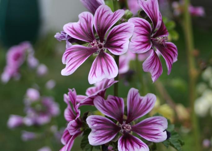 Мальва (Malva)