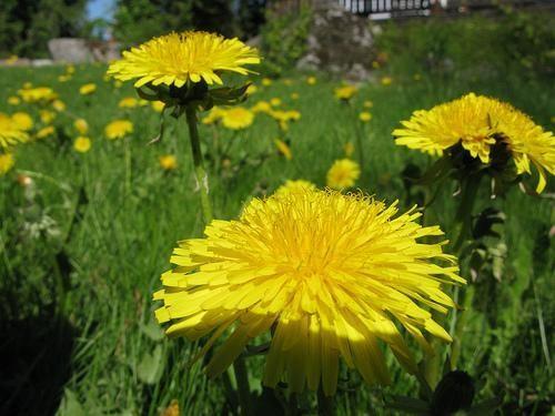 Одуванчик обыкновенный (Taraxacum vulgare Scbrank).