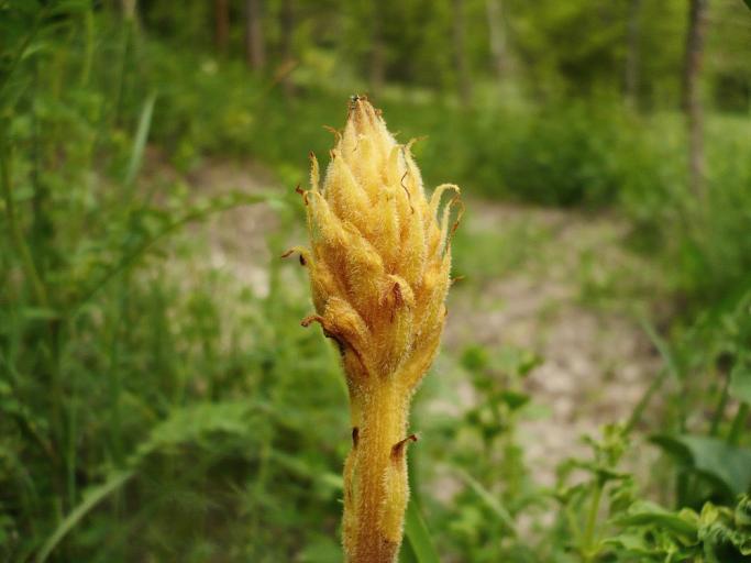 Заразиха (Orobanche cumana Wallr)