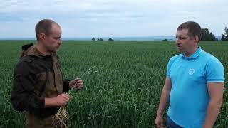Меры борьбы с хлебным пилильщиком на яровой пшенице